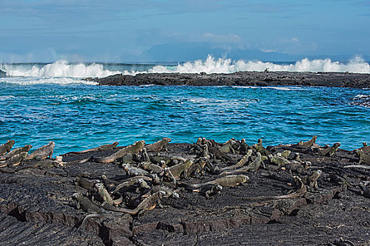 加拉帕戈斯群岛海鬣蜥群观海