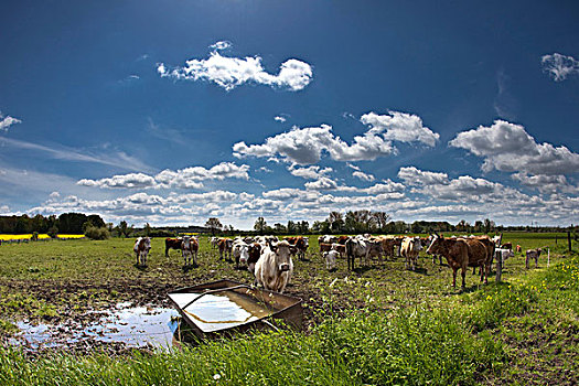 母牛,草场,靠近,波茨坦,勃兰登堡,德国,欧洲