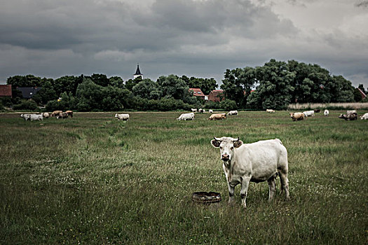 牛,草地