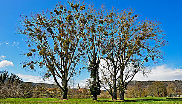 树,槲寄生,弗兰克尼亚,巴伐利亚,德国