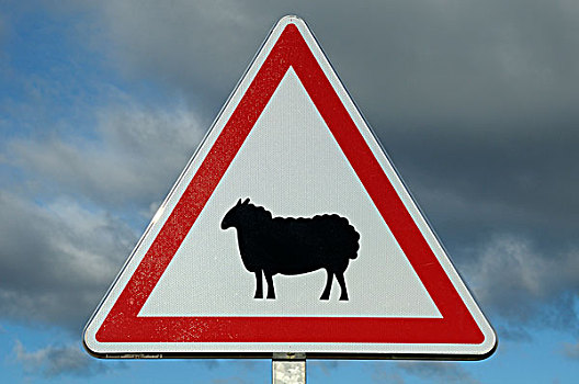 绵羊,穿过,标识,朗格多克-鲁西永大区,法国