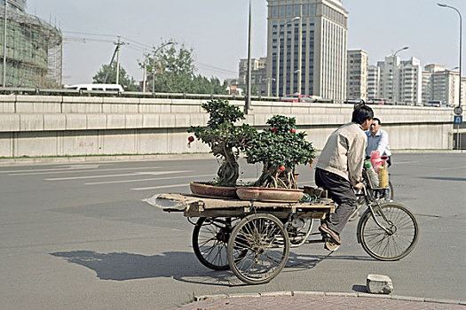 运输,盆景