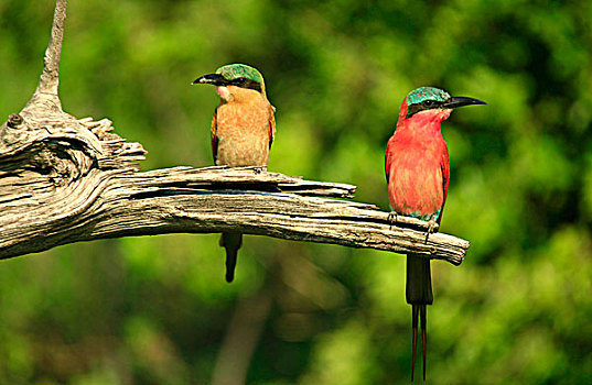 深红色,食蜂鸟,鸟,左边,成年,右边,博茨瓦纳