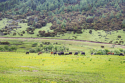 香格里拉,云南,风景