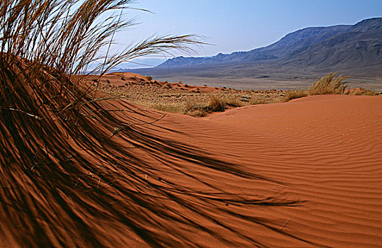 草,纳米布沙漠,特写