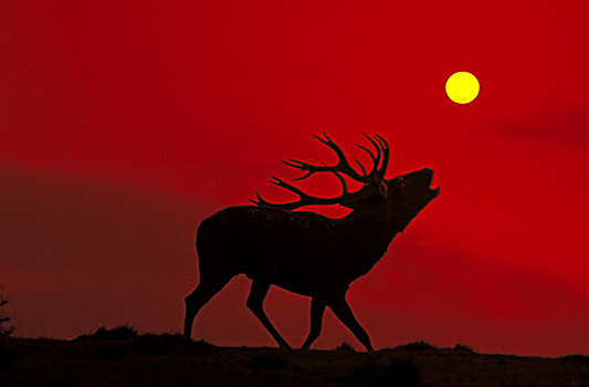 赤鹿,鹿属,鹿,雄性,叫,日落
