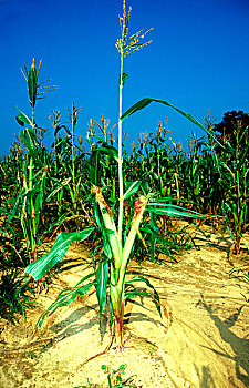 玉米,农作物,弗吉尼亚,美国