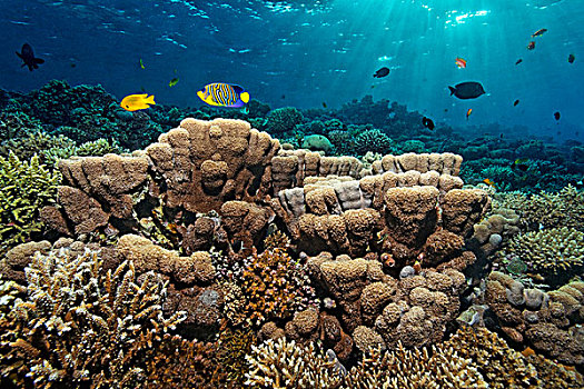 石头,珊瑚,礁石,多样,鱼,皇家,刺蝶鱼,好奇,彩色,图案,埃及,红海,非洲