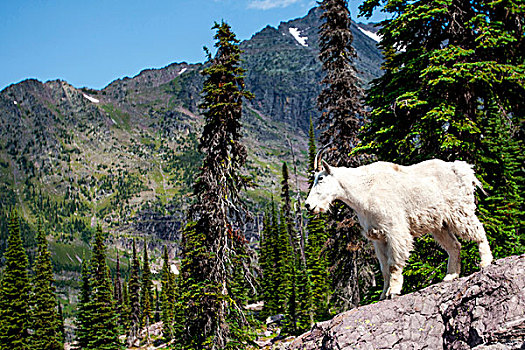 石山羊,雪羊,察看,陆地,冰川国家公园,蒙大拿