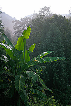 清晨芭蕉山林