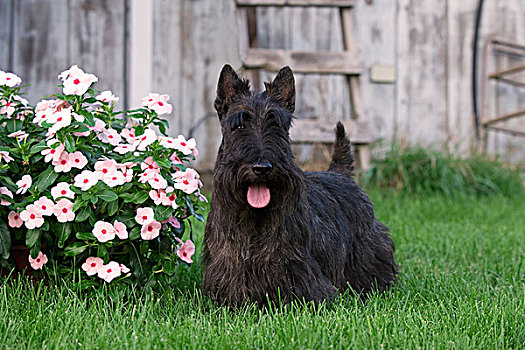 苏格兰小猎犬,狗