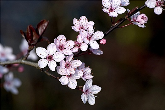 粉色,樱花