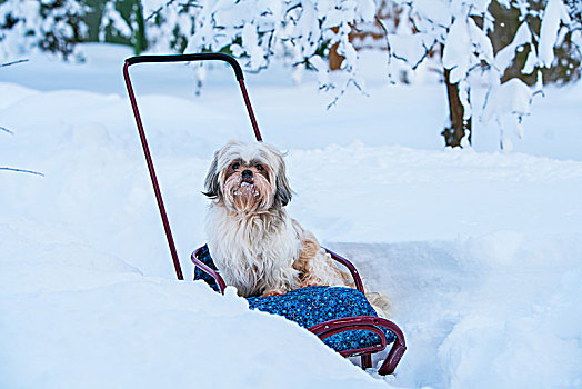 西施犬,狗,坐,雪橇,冬天,户外,走