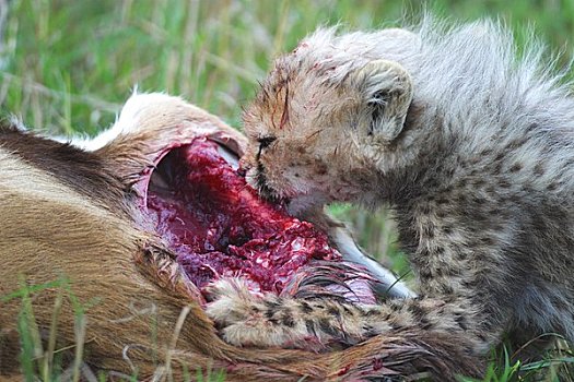 小猎豹,吃,捕食,马赛马拉,肯尼亚,东非
