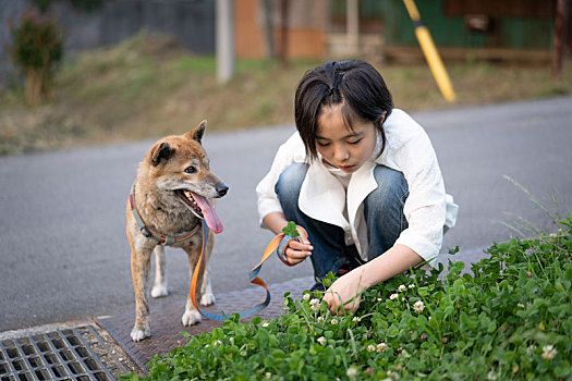 女孩,柴犬,狗,三叶草