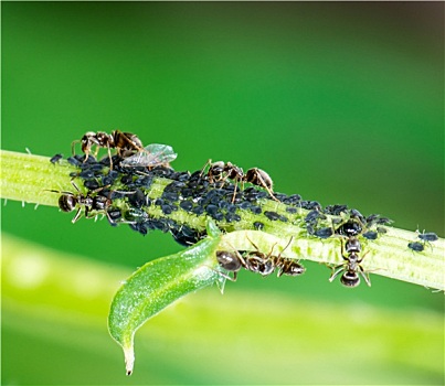 虱子,蚂蚁
