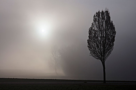 雾,树,剪影,瑟尔高,瑞士,欧洲