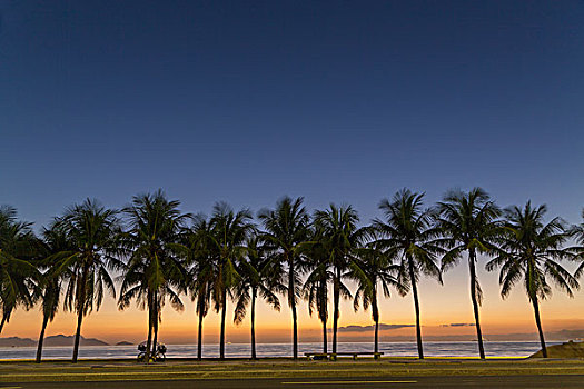 排,棕榈树,科巴卡巴纳海滩,里约热内卢,巴西