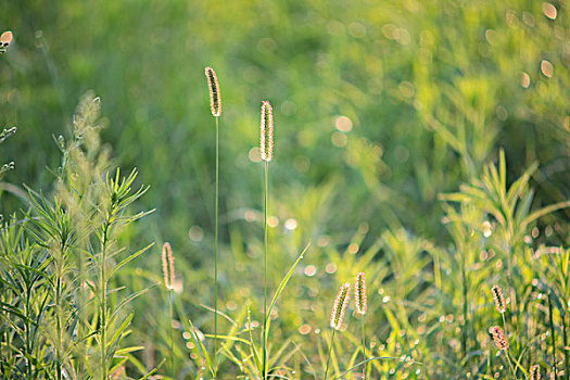 狗尾巴草