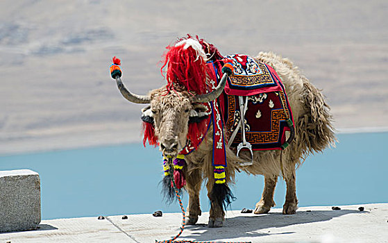 西藏动物