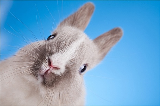 小,兔子,复活节