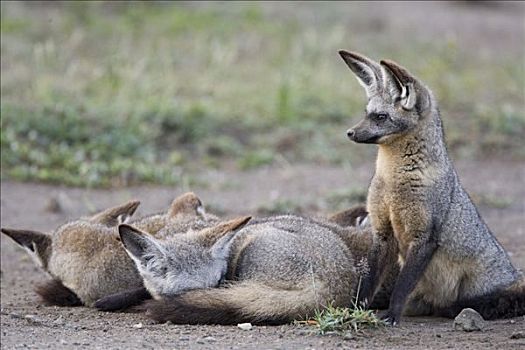 大耳狐,睡觉,一起,堆,恩格罗恩格罗,保护区,坦桑尼亚