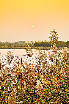 夕阳湖边的芦苇