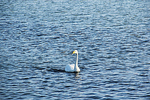威海天鹅湖中的一只天鹅