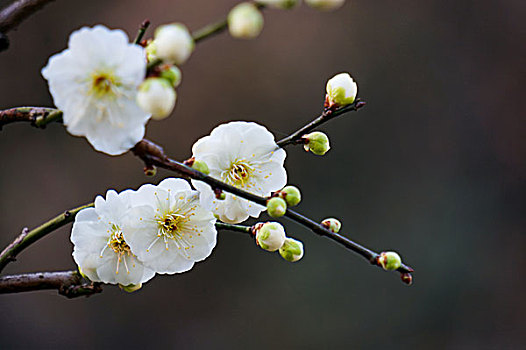 白梅花特写