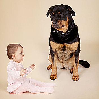 棚拍,肖像,罗特韦尔犬,狗,看,女婴