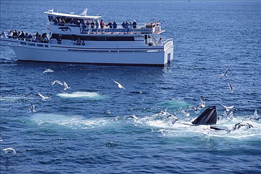 观鲸,群,看,驼背鲸,大翅鲸属,鲸鱼,国家,海洋,马萨诸塞