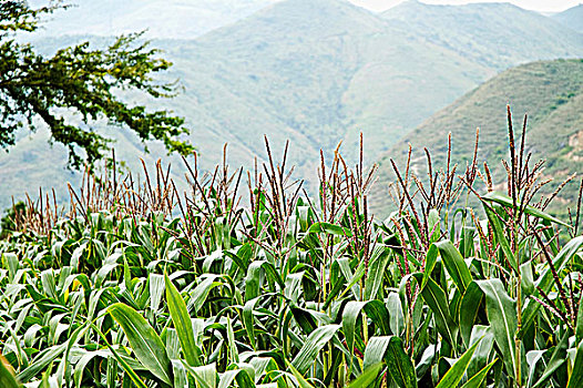 玉米田,哥伦比亚