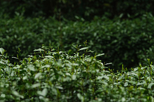 杭州西湖龙井茶园嫩茶新茶特写