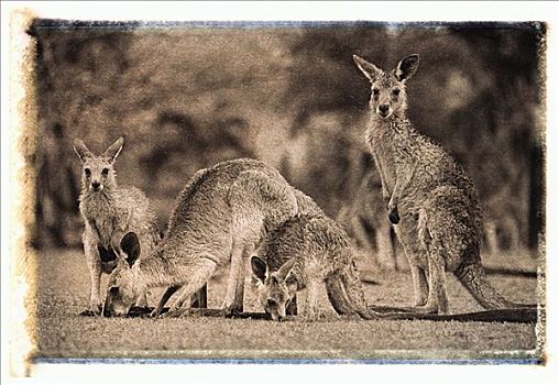 四个,袋鼠,地点,昆士兰,澳大利亚
