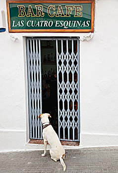 狗,等待,户外,酒吧,西班牙
