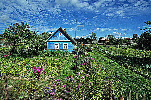 俄罗斯,靠近,圣彼得堡,木屋,涂绘,蓝色,菜园