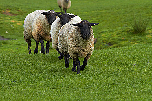 绵羊,靠近,韦克菲尔德,纳尔逊,南岛,新西兰