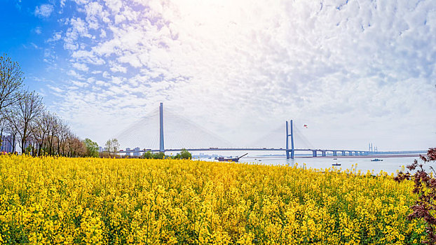 日里,荆州,长江大桥,油菜花,壮观