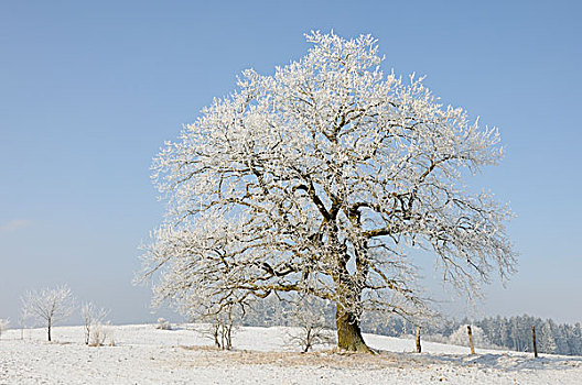 树,冬天,哈尔茨山,山脉,萨克森安哈尔特,德国,欧洲
