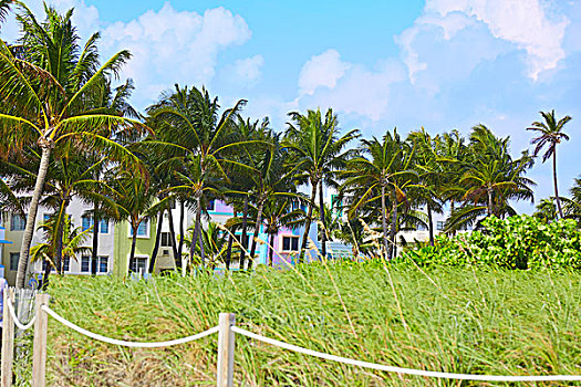 迈阿密海滩,入口,棕榈树,佛罗里达,美国