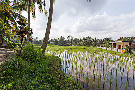 稻田,乌布,巴厘岛,印度尼西亚