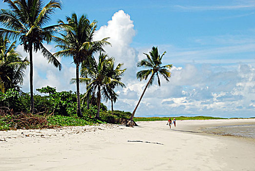 brazil,pernambuco,ilha,de,itamaraca,corrao,aviao,white,beach,with,palm,trees
