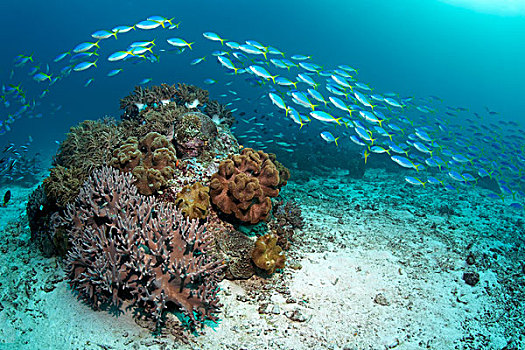 鱼群,漂亮,游动,高处,岩石,软珊瑚,皮革,珊瑚,岛屿,班达海,太平洋,印度尼西亚,亚洲