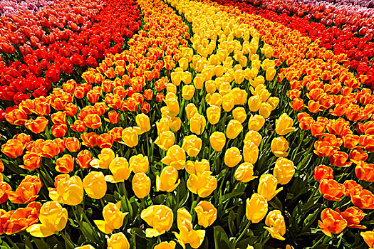 特写,活力,红色,橙色,黄色,郁金香,弯曲,花坛,春天,库肯霍夫花园,荷兰南部,荷兰