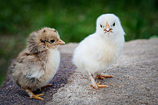 两个,鸡,幼禽