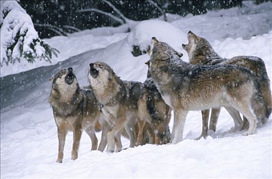 狼,巴伐利亚森林,巴伐利亚,德国