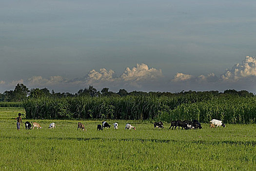 乡村,孩子,山羊,草场,孟加拉,六月,2007年,黑色,状况,牲畜,抬起,区域