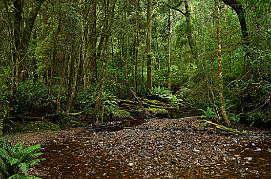 河流,温带雨林,斯特拉恩地区,塔斯马尼亚,澳大利亚