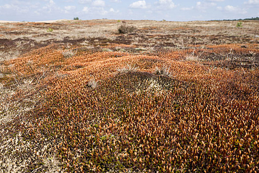 苔藓,国家公园,费吕沃,荷兰