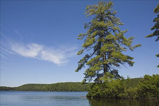 松树,烟,湖,阿尔冈金省立公园,安大略省,加拿大